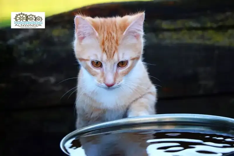 لماذا قطتي ترمي الماء من وعاء الشرب؟
