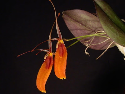 Restrepia cuprea care and culture