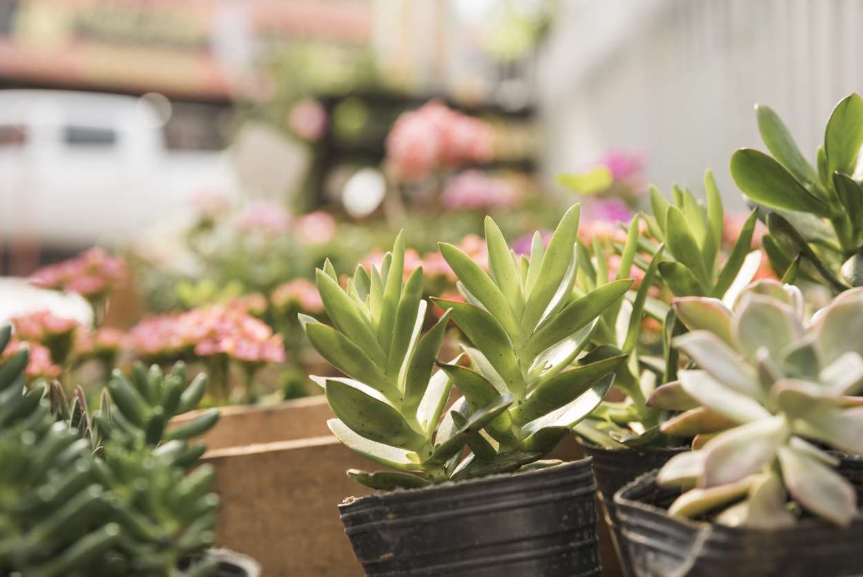 Bentleigh Sunday Market plants