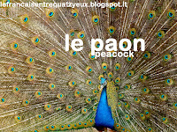 paon peacock oiseaux birds vocabulary french