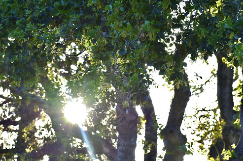 sunlight shining through the leaves of an oak tree