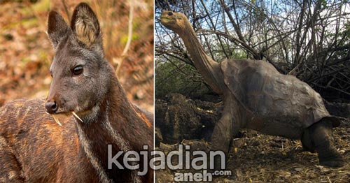 18 Hewan  Punah  yang Ditemukan Kembali