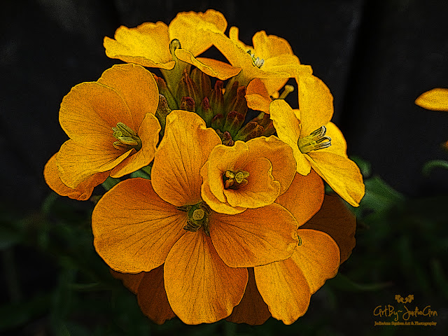 Beautiful Orange Wildflower