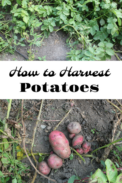 Let the little ones help in the garden this fall. We show you how to dig potatoes with kids and clean up after.