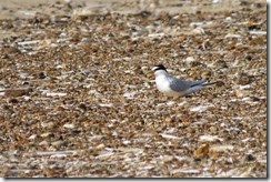 Little Tern