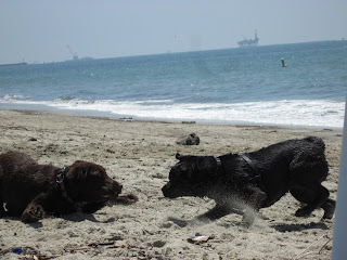 puppies playing on beach