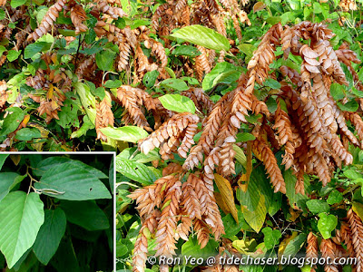 Serengan (Flemingia strobilifera) 