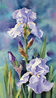 iris-de-color-azulado