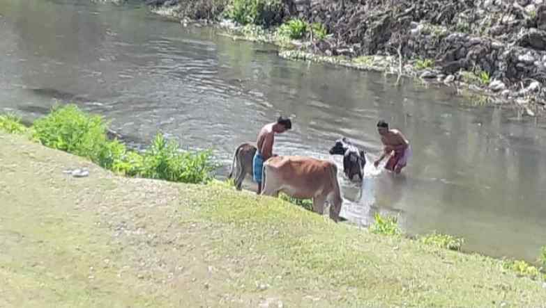 Terea puja cow bath