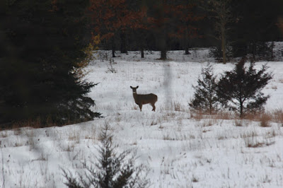 Winter whitetail headed toward food?