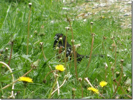 Towhee eating dandelion seeds