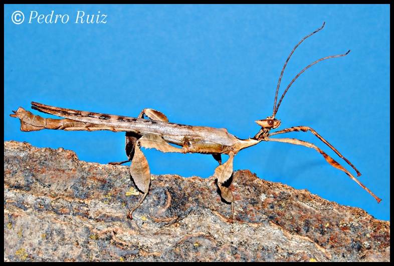 Macho adulto de Extatosoma tiaratum, 9 cm de longitud