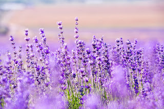 Gambar bunga lavender