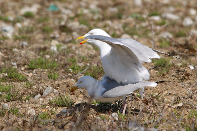 Sulvermiuw - Zilvermeeuw - Larus argentatus