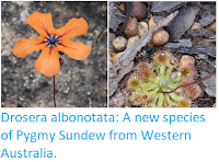 https://sciencythoughts.blogspot.com/2018/12/drosera-albonotata-new-species-of-pygmy.html