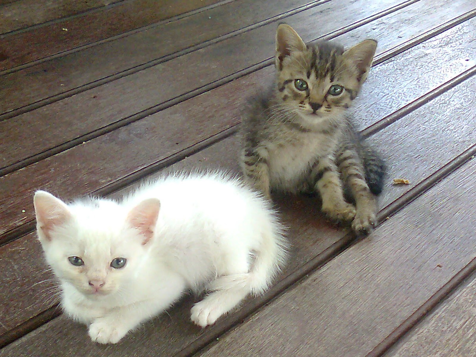 My Pets Anak Kucing Kacukan Siam Dan Tempatan