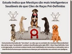 Estudo Indica que Mestiços são mais Inteligentes e_thumb[1]