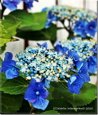 Blåhortensia