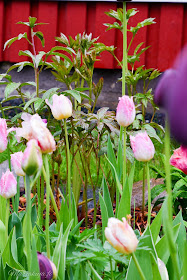 tulppani kukkamaa kesä kesäsade kukkapenkki kukka flower tulips