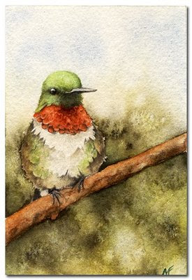 hummingbird watercolour painting