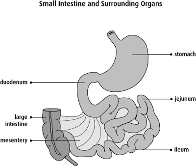 Small intestine diagram | Simple small intestine | Small intestine function