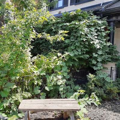 Toronto Beaconsfield Village front yard garden cleanup before by Paul Jung Gardening Services--a Toronto Gardening Company