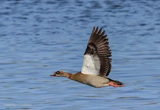 Birds in Flight Photography Shoot @ Woodbridge Island 