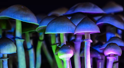 mushrooms hallucinogenic in jamaica