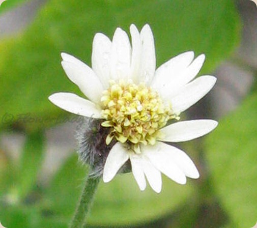 09-25-fl-native3