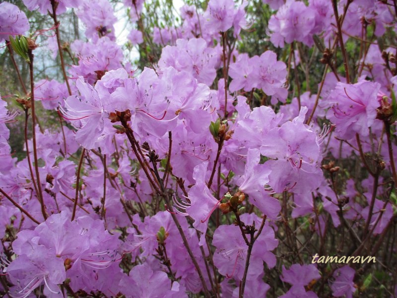 Рододендрон остроконечный (Rhododendron mucronulatum)