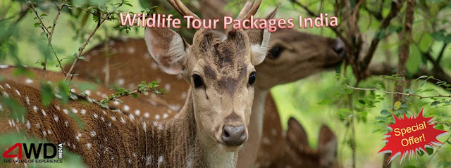 wildlife tour package in india