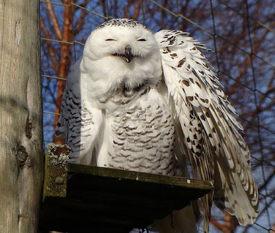 Laughing Owls Seen On www.coolpicturegallery.us