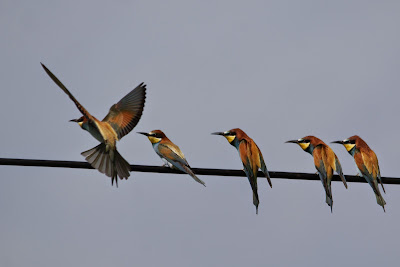 Bijefretter - Bijeneter - Merops apiaster