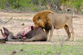 What do Lions Eat