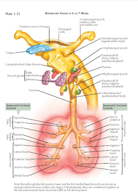 RESPIRATORY SYSTEM AT 6 TO 7 WEEKS