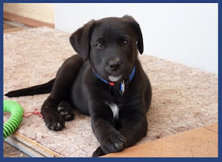 cute-puppy-pictures-black labrador