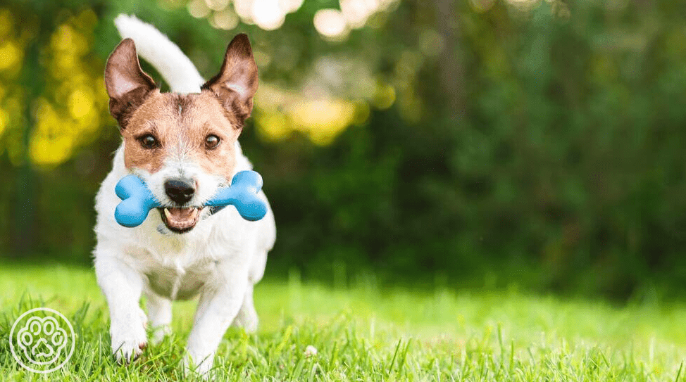 Terriers: About Breed, Temperament, and Training