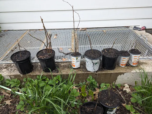 Kentucky Coffee Tree Seedings in Year 3