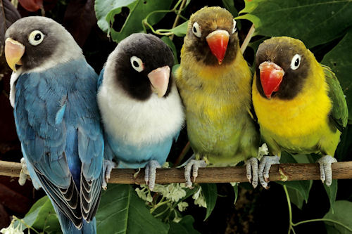 Pericos de colores - Color Little Parrots (1920x1200px)