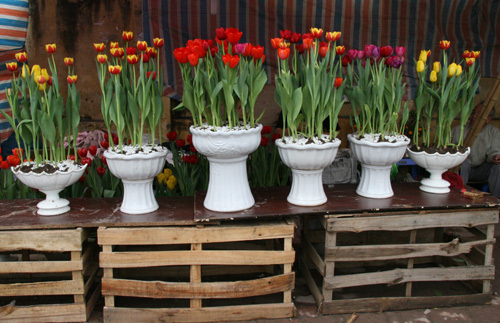 Cây hoa tulip chậu