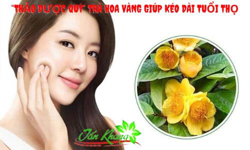 “Thảo Dược Quý” Trà Hoa Vàng Giúp Kéo Dài Tuổi Thọ