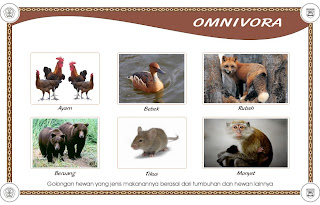 Animal: Omnivora, Karnivora & Herbivora