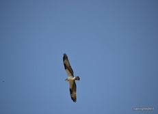 Osprey hunting