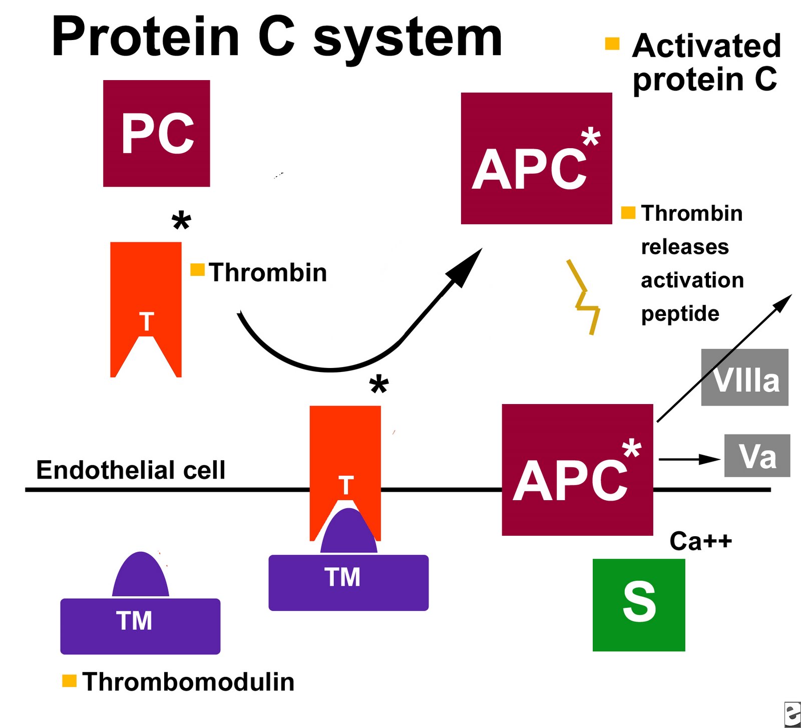Proteine c