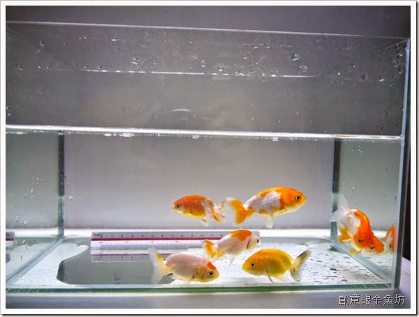 創意眼金魚坊 專營精緻金魚 特殊金魚 買金魚 找金魚 賣金魚請來專業金魚水族館 金魚專賣店 金魚專門店 歡迎有開店時間現場參觀 進魚快訊 新進魚隻種類價格