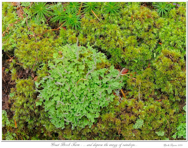 Great Brook Farm: ... and disperse the energy of raindrops...