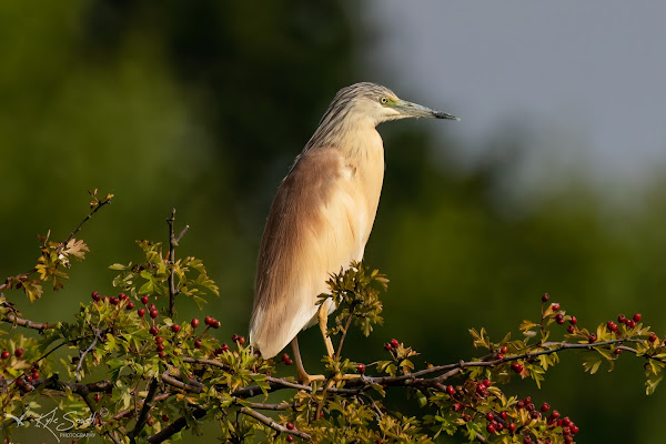 Squacco heron