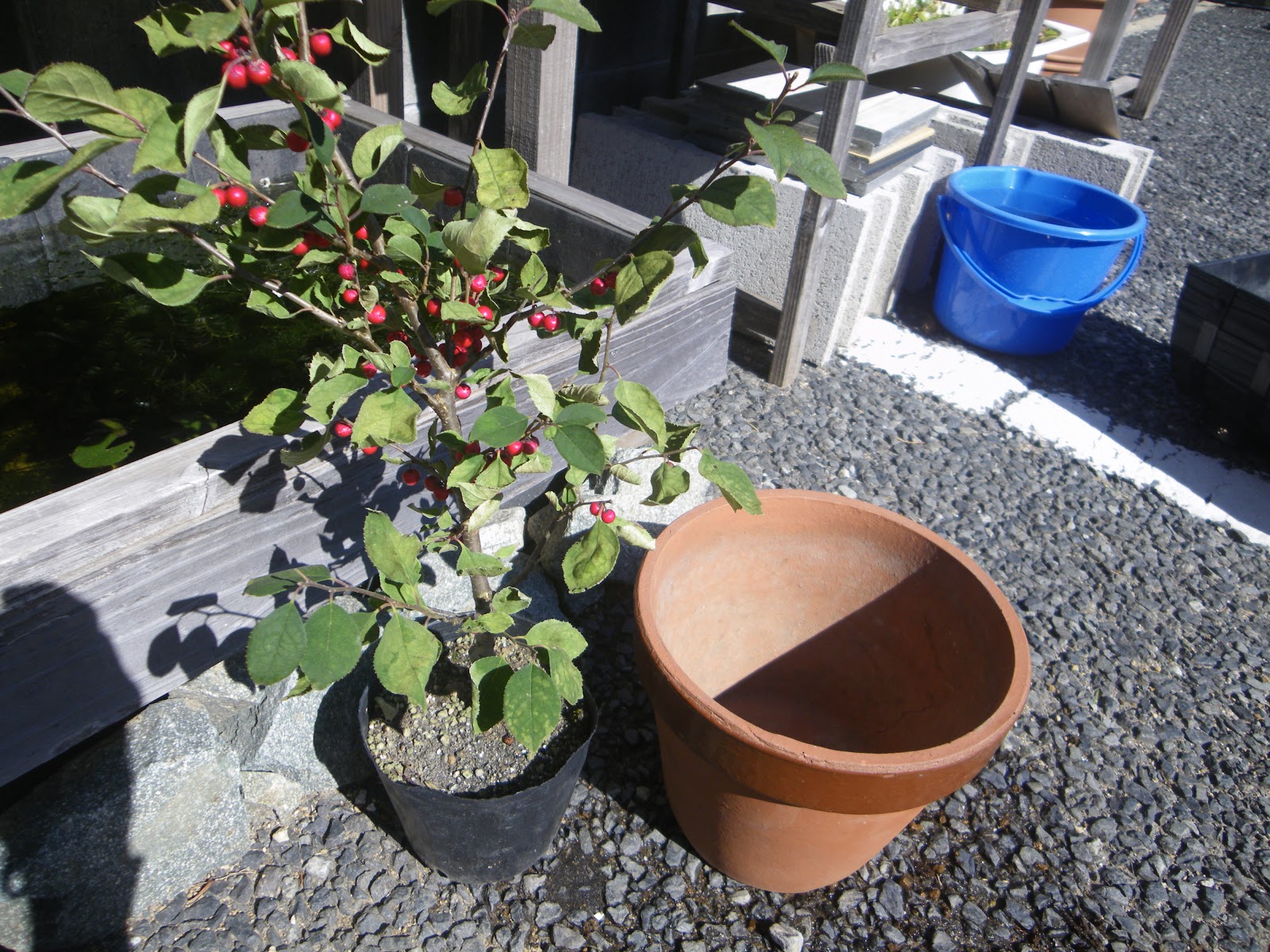 ウメモドキ 梅もどき の育て方 鉢植えで小さな赤い実を楽しむ メダカの大工