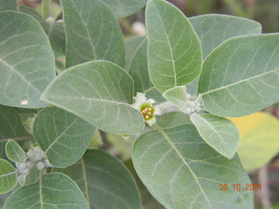 Ashwagandha Reduces Excessive Sweating