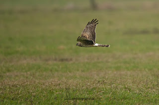 Wildlifefotografie Naturfotografie Kornweihe Olaf Kerber